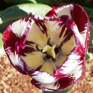 burgundy and white tulip